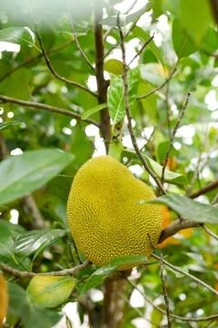 Fresh jackfruit tree and their leaf in background. young Jackfruits. In the g Stock Photos