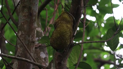 Fresh Jackfruits on Jackfruit Tree in the garden Stock Footage 201365172