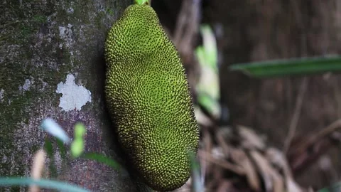 Fresh Jackfruits on Jackfruit Tree in the garden Stock Footage 201365272