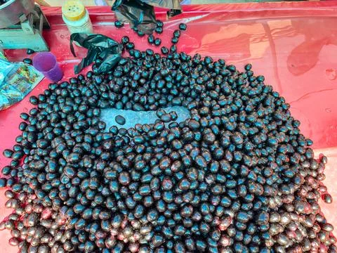 Fresh Jamun Fruit Display On Ice At Local Market With Vendor Hands Selectin.. Stock Photos