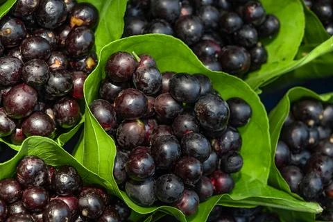 Fresh Jamun Java plum blackberry Syzygium cumini India Stock Photos