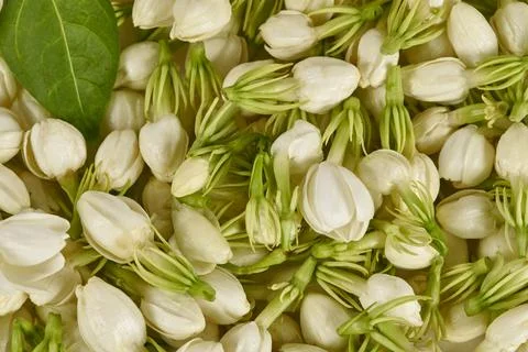 Fresh Jasmine buds background Stock Photos