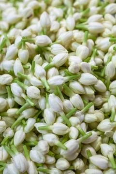 Fresh jasmine Stock Photos