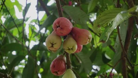 Fresh Java Apple Fruit Growing in a Tropical Climate Stock Photos