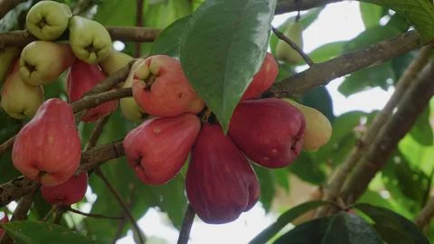 Fresh Java Apple Fruit Growing in a Tropical Climate Stock Photos