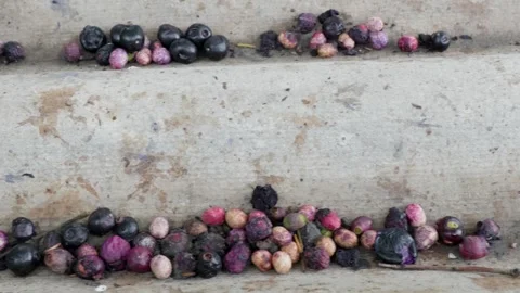 Fresh java plum fruits fallen from the tree dried and rotten slide shot 4k Stock Footage 246512358