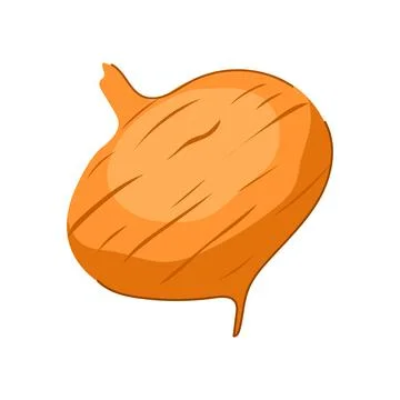 Fresh jicama root vegetable flat design illustration Stock Illustration