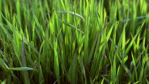 Fresh juicy grass close up. Stock Footage 127923391