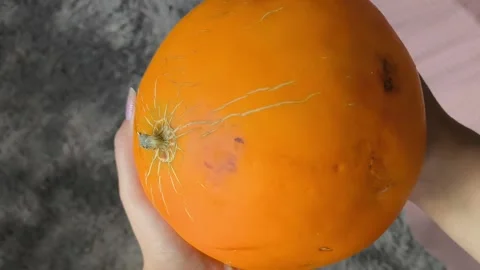 A fresh juicy orange round melon in the hands of a woman. Plants of the pumpkin Stock Footage 314975928