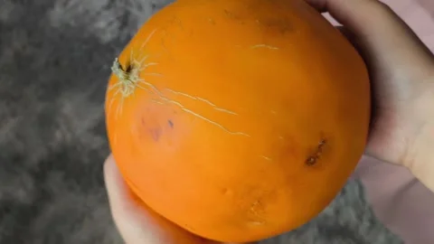 A fresh juicy orange round melon in the hands of a woman. Plants of the pumpkin Stock Footage 314976001