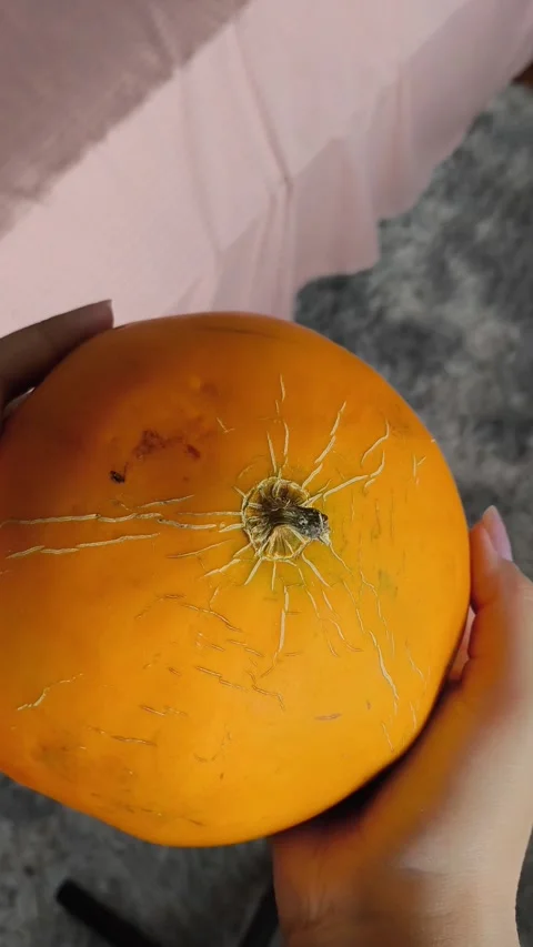 A fresh juicy orange round melon in the hands of a woman. Plants of the pumpkin 库存影片 314976029