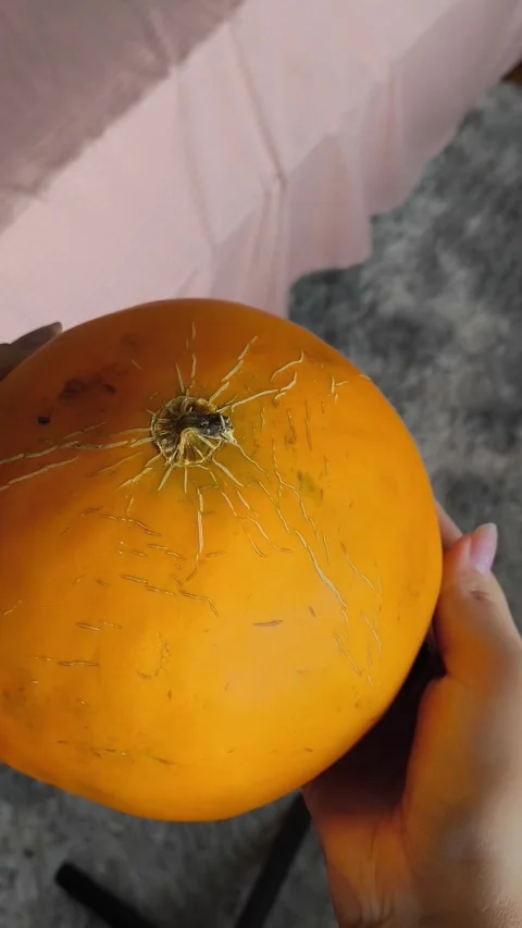 A fresh juicy orange round melon in the hands of a woman. Plants of the pumpkin Stock Footage 314976052
