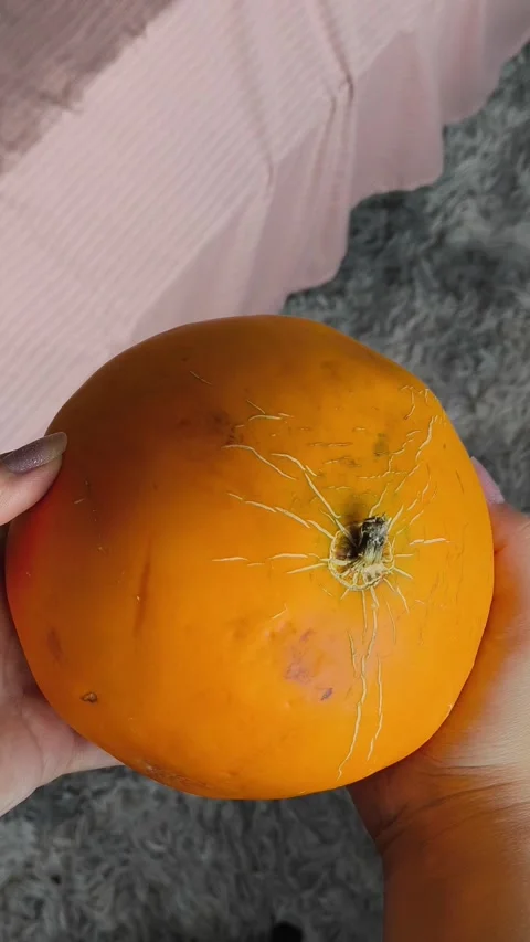 A fresh juicy orange round melon in the hands of a woman. Plants of the pumpkin 動画素材 314976062