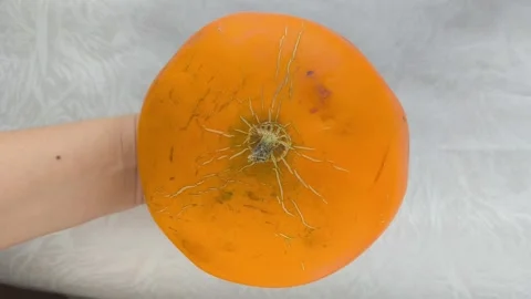 A fresh juicy orange round melon in the hands of a woman on a black background Vídeo Stock 314976138