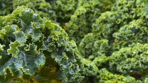 Fresh kale in the vegetable garden | close up / pan 스톡 동영상 120829791
