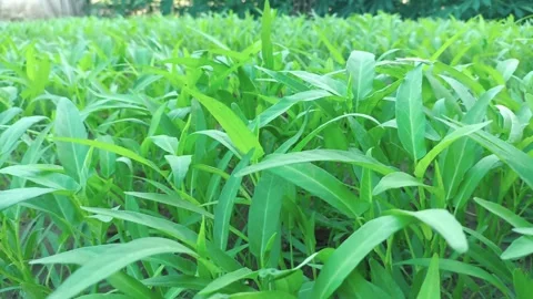 Fresh Kale Vegetable in the garden. Green Swamp Cabbage. Water Spinach. 스톡 동영상 280451353