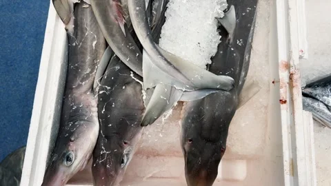 Fresh katran sharks are displayed on crushed ice inside a white styrofoam box. Stockbeeldmateriaal 339693680