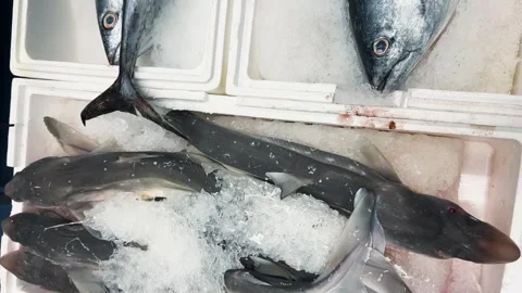 Fresh katran sharks are displayed on crushed ice inside a white styrofoam box. Stock Footage 339693972