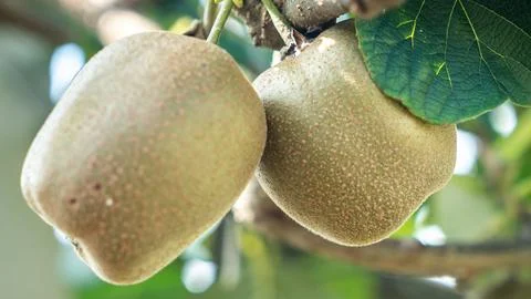 Fresh kiwi fruit on tree growing. Kiwifruit Actinidia Stock Photos