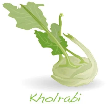 Fresh kohlrabi vector Stock Illustration