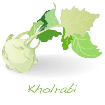 Fresh kohlrabi vector Stock Illustration