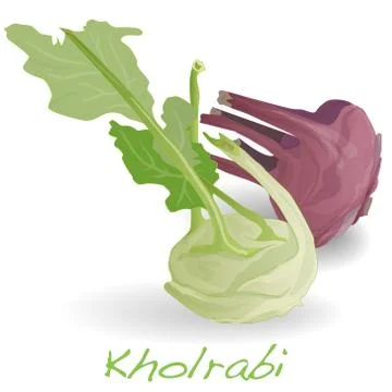 Fresh kohlrabi vector Stock Illustration