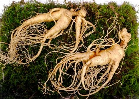Fresh Korean Ginseng Root Stock Photos