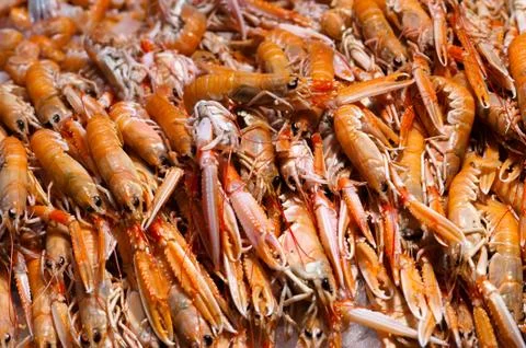 Fresh langoustines Stock Photos