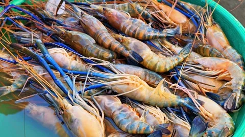 Fresh large river prawns with bright blue claws are displayed for sale. 4K Stock Footage 340077822