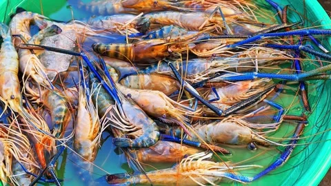 Fresh large river prawns with bright blue claws are displayed for sale. 4K Stock Footage 340078612