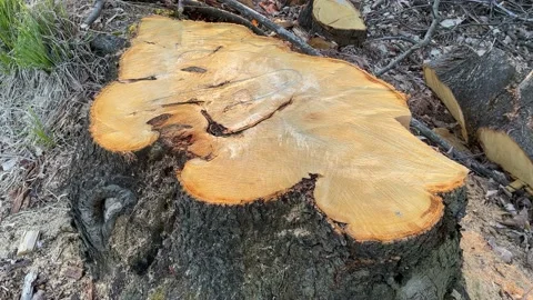 Fresh large tree stump in the woods Stock Footage 239153121