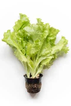 Fresh Lattuce Stock Photos