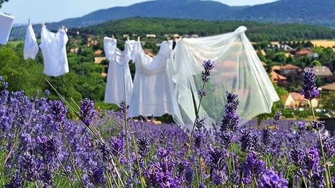 Fresh Laundry Drying Over a Lavender Field with Bees. Stock-Footage 319902437