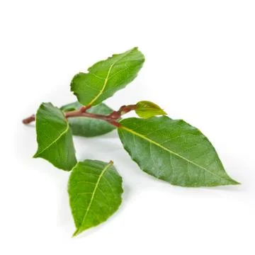 Fresh laurel isolated Foto stock