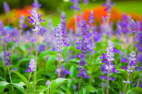 Fresh Lavender Botanical 스톡 사진
