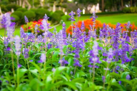 Fresh Lavender Botanical Foto stock