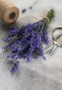 Fresh lavender bunch with scissors and twine preparing Stock Photos