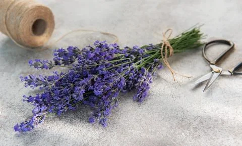 Fresh lavender bunch with scissors and twine preparing Stock Photos