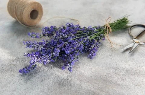 Fresh lavender bunch with scissors and twine preparing Stock Photos
