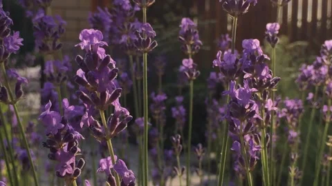 Fresh lavender flowers on the wind Stock Footage 249792661