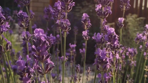 Fresh lavender flowers on the wind Stock Footage 251703440