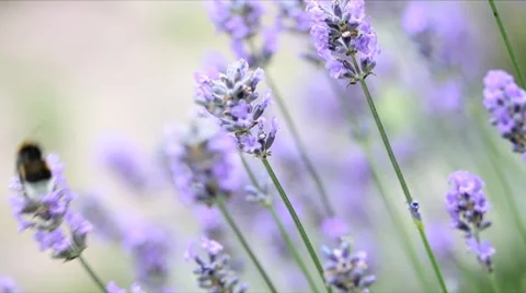 Fresh lavender Stock Footage 8687629