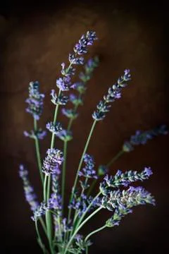 Fresh lavender Stock Photos