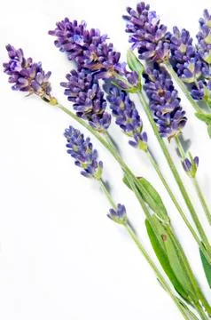 Fresh lavender Stock Photos