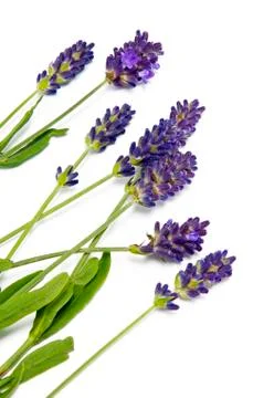 Fresh lavender Stock Photos