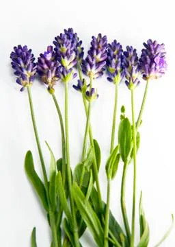 Fresh lavender Foto stock