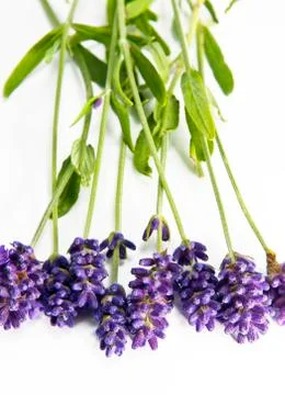 Fresh lavender Stock Photos