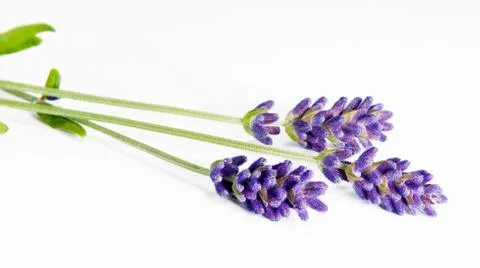 Fresh lavender Stock Photos