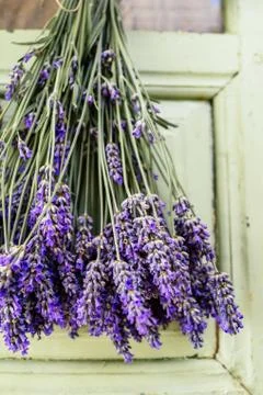 Fresh lavender Stock Photos
