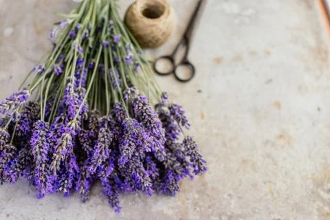 Fresh lavender Stock Photos